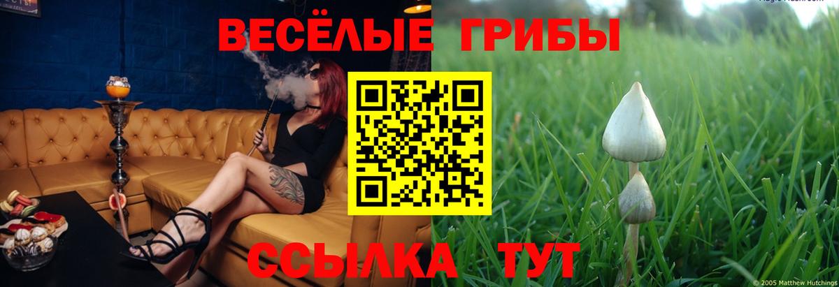 Галлюциногенные грибы Psilocybe Чернушка